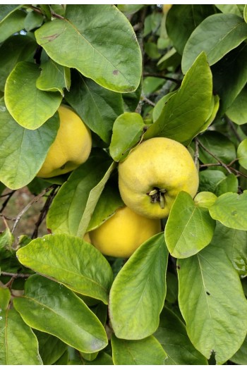 Айва яблуковидна ‘Мускатна’|Cydonia oblonga ‘Muscatnaya’|Айва яблоковидная ‘Мускатная’